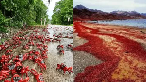 澳大利亚圣诞岛2025红蟹大迁徙