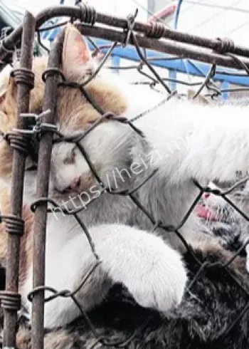 律师虐杀4000只猫谣言真相